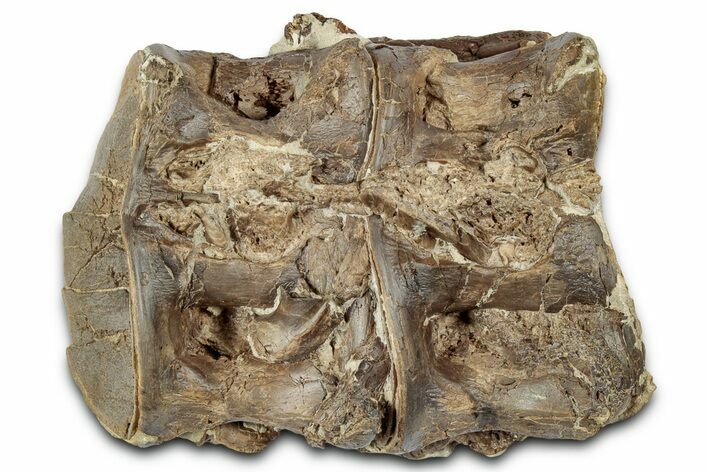 Pair of Fossil Ray-Finned Fish (Xiphactinus) Vertebrae - Kansas #331056